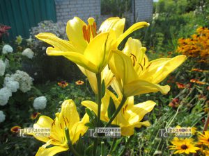 IMG_0032