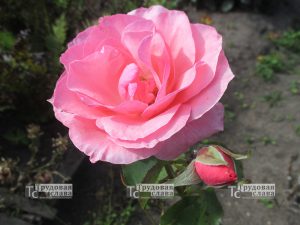 IMG_0158