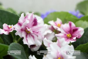 IMG_9754