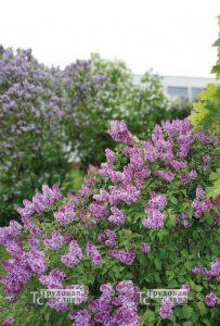 IMG_20200521_142918