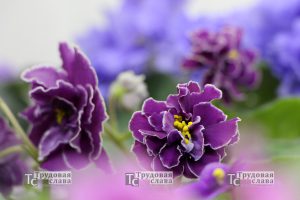 IMG_9780