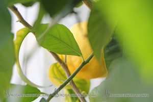 IMG_0748