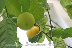 IMG_0756